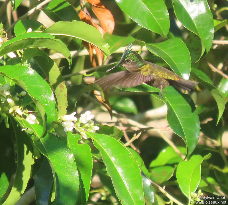 Antillean Crested Hummingbird male adult