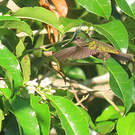 Colibri huppé