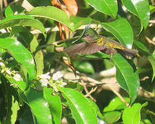 Antillean Crested Hummingbird