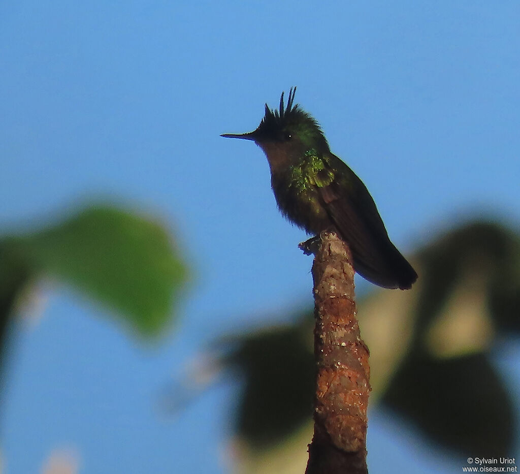 Antillean Crested Hummingbird male adult