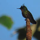 Colibri huppé