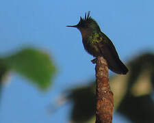 Antillean Crested Hummingbird