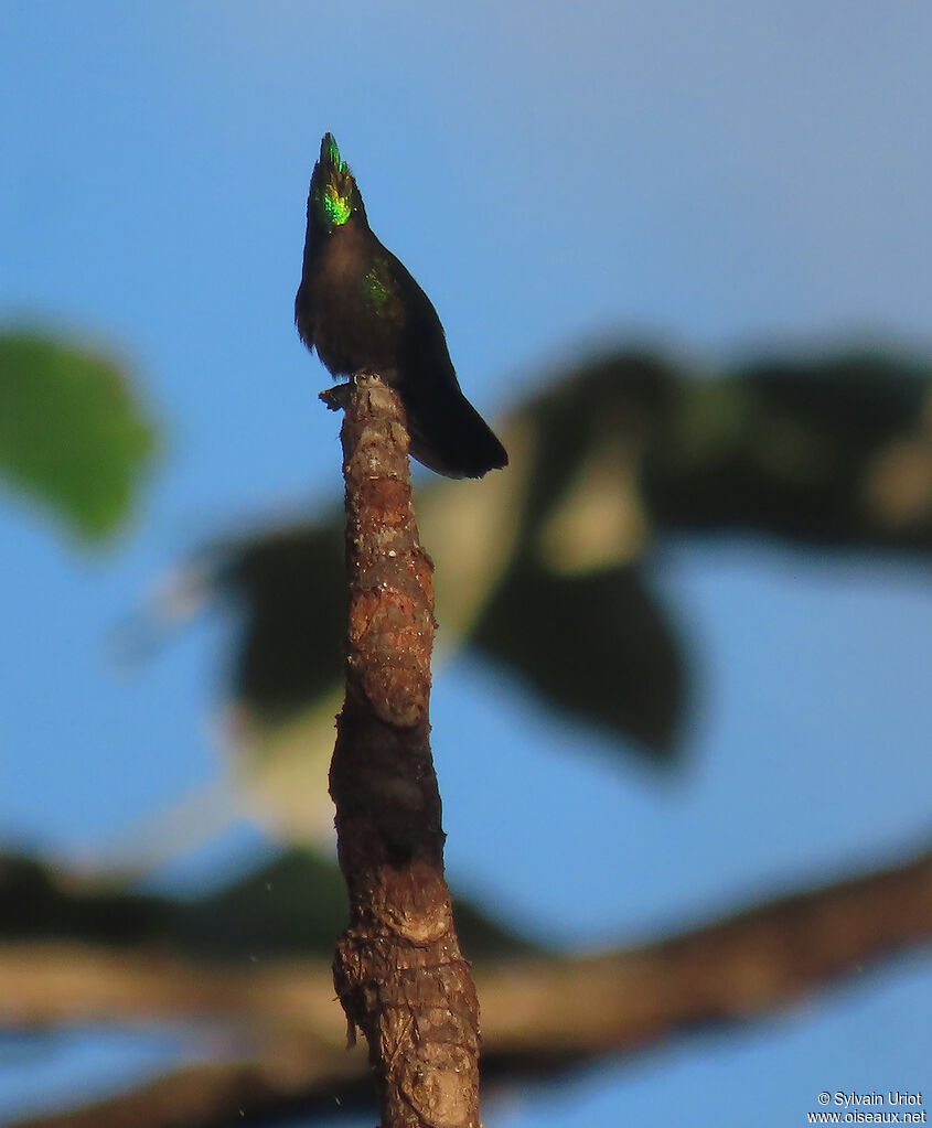 Antillean Crested Hummingbird male adult