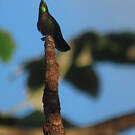 Colibri huppé
