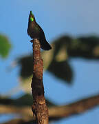 Antillean Crested Hummingbird