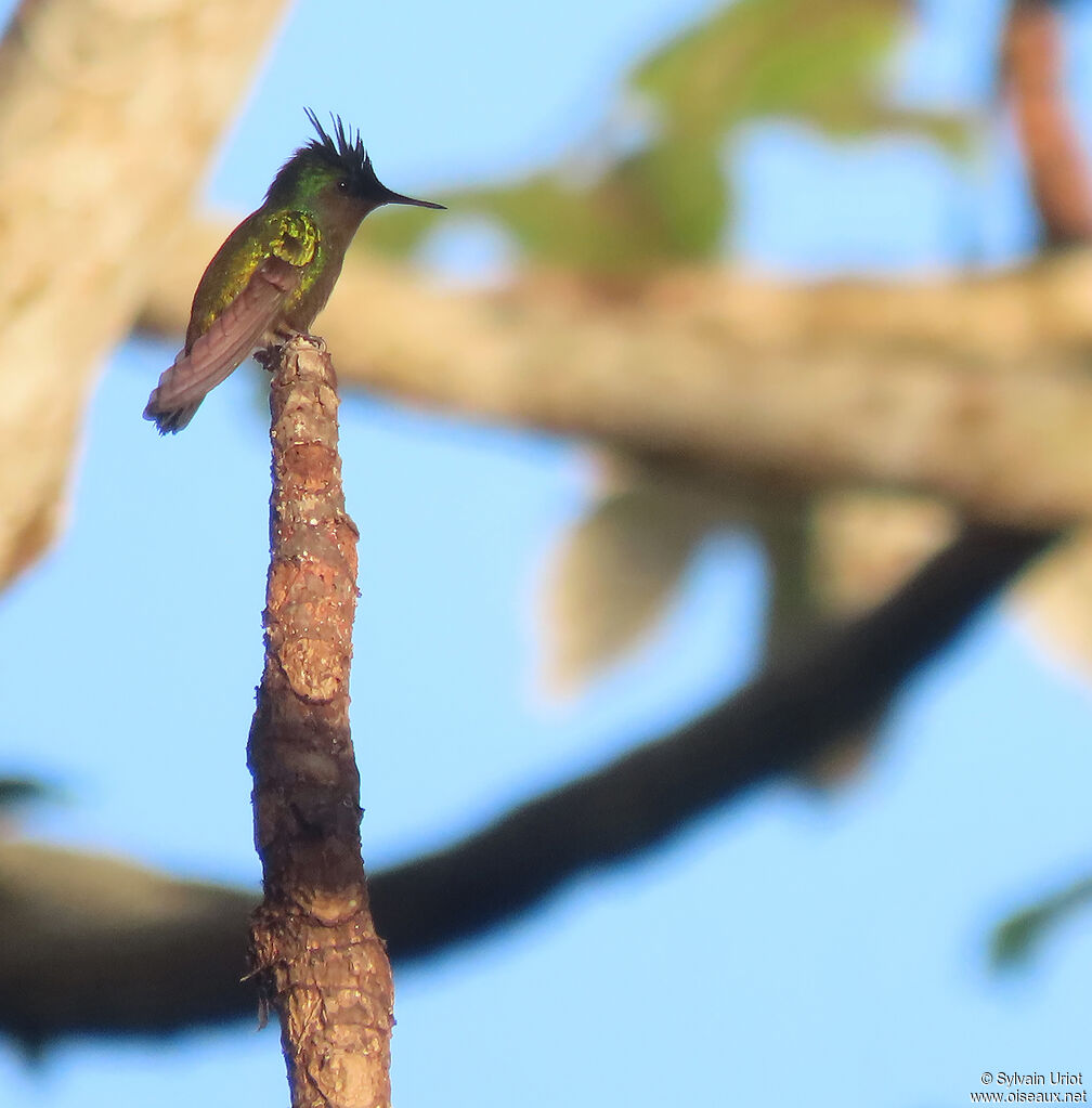 Antillean Crested Hummingbird male adult