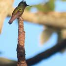 Colibri huppé