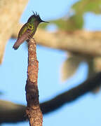 Antillean Crested Hummingbird