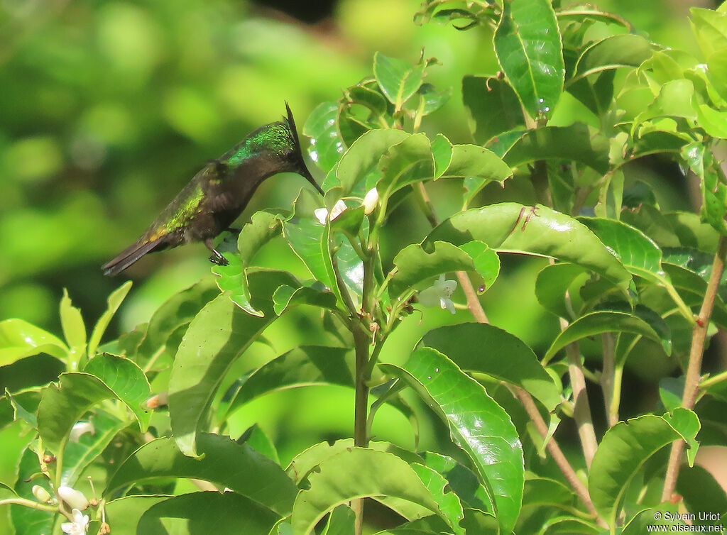 Antillean Crested Hummingbird male adult