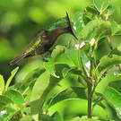 Colibri huppé
