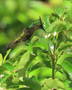 Antillean Crested Hummingbird