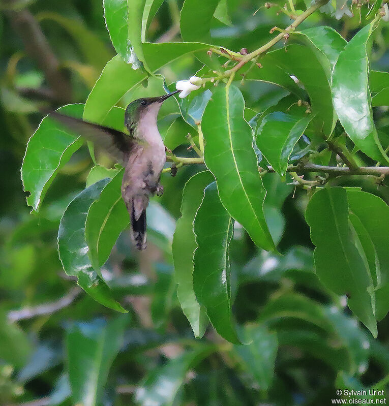 Antillean Crested Hummingbird female adult