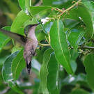 Colibri huppé