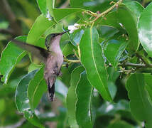 Antillean Crested Hummingbird