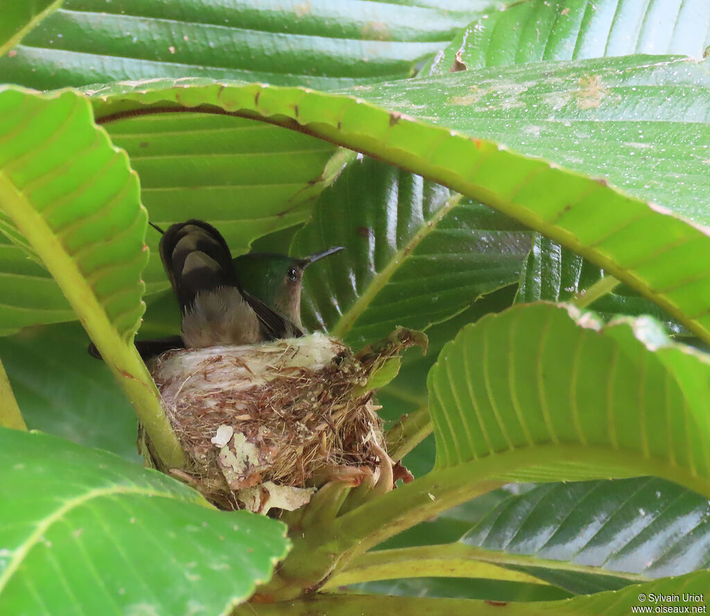 Colibri huppé femelle adulte, Nidification