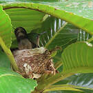 Colibri huppé