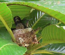 Antillean Crested Hummingbird