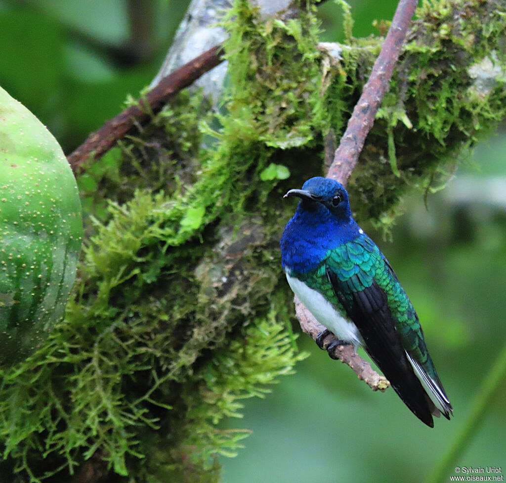 White-necked Jacobin male adult