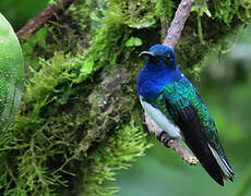 White-necked Jacobin