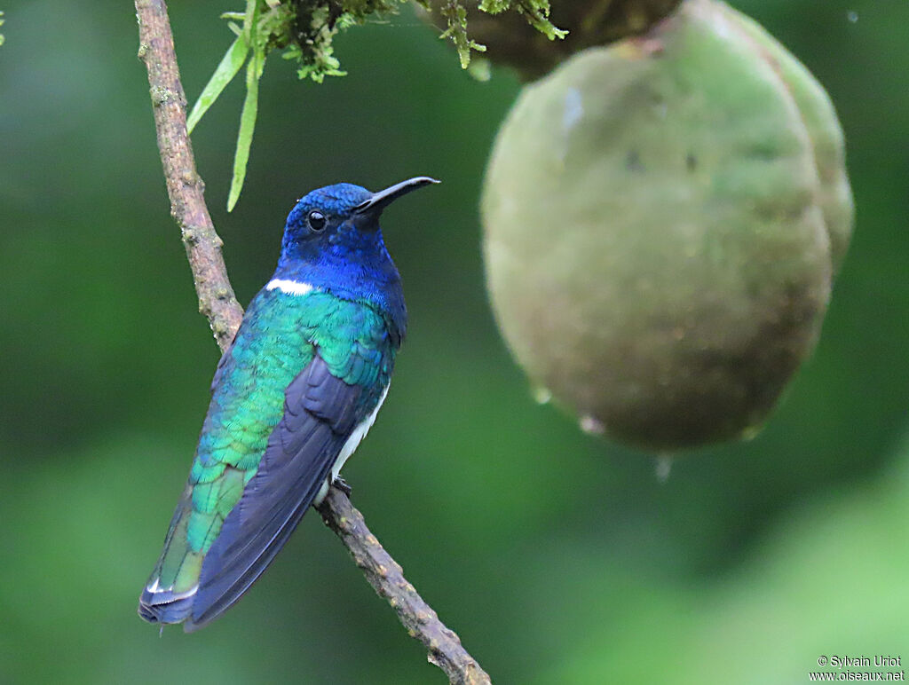 White-necked Jacobin male adult