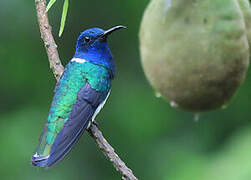 White-necked Jacobin