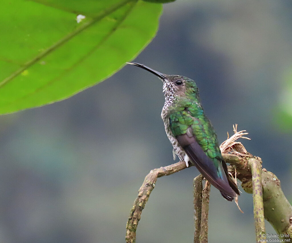 White-necked Jacobin female adult