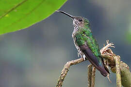 White-necked Jacobin