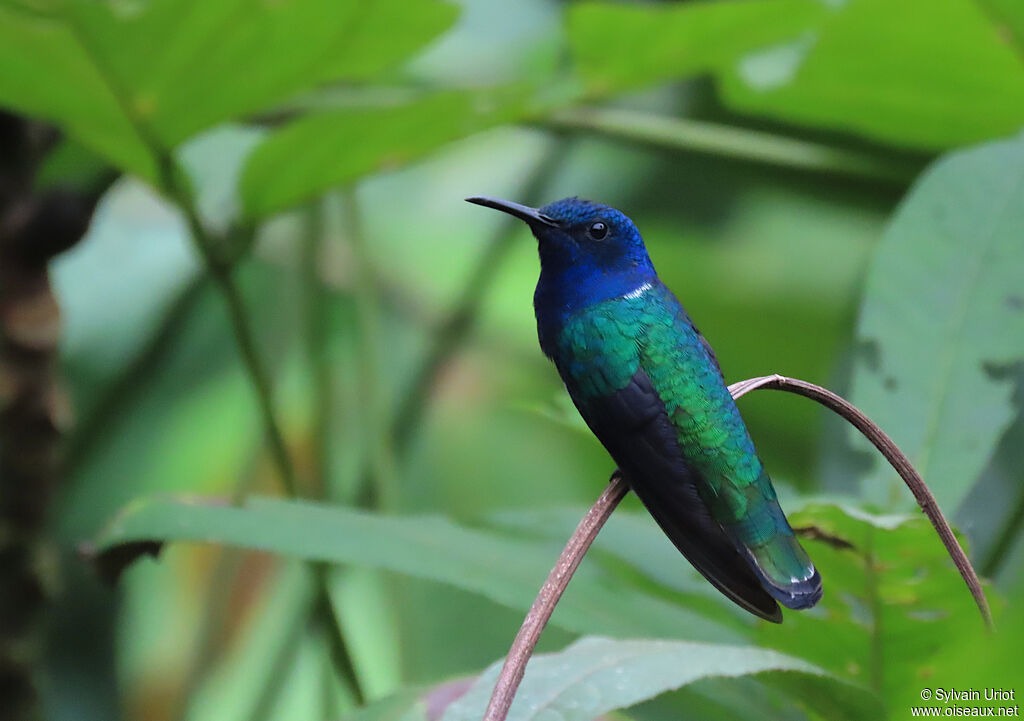 White-necked Jacobin male adult