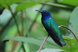 White-necked Jacobin