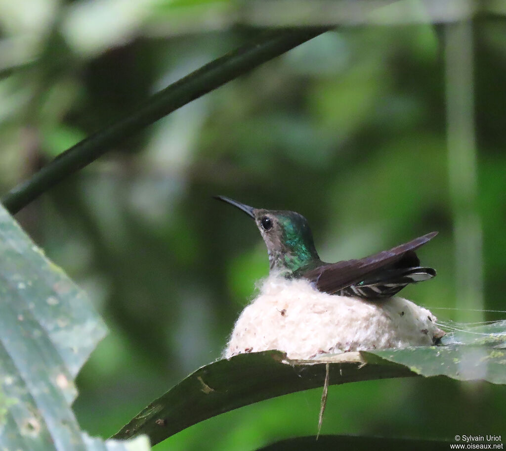 Colibri jacobin femelle adulte, Nidification