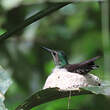 Colibri jacobin