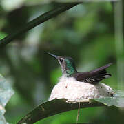 White-necked Jacobin