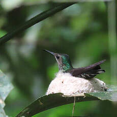 Colibri jacobin