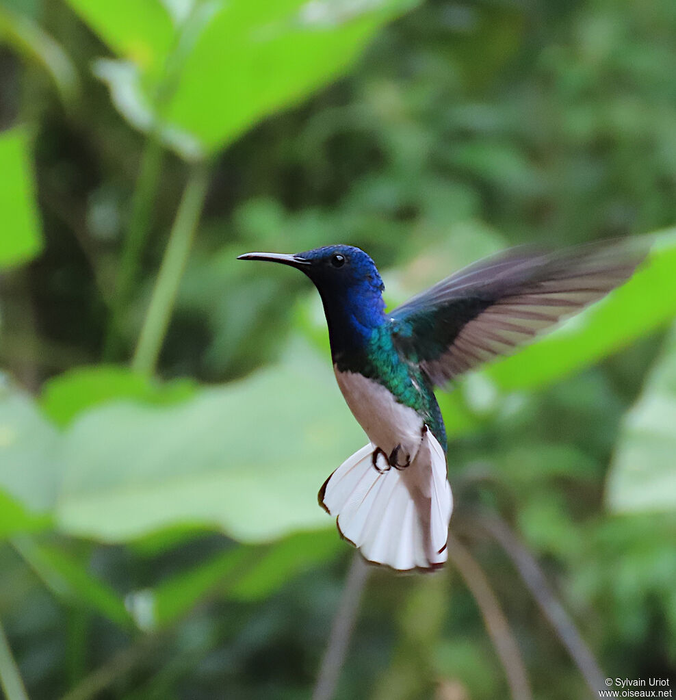 White-necked Jacobin male adult