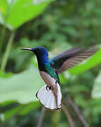 White-necked Jacobin