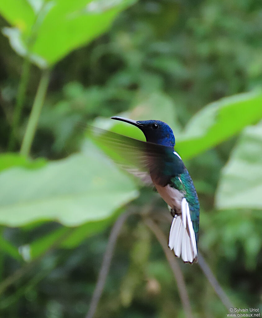 White-necked Jacobin male adult