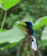 White-necked Jacobin