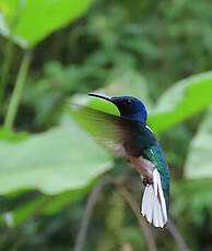 Colibri jacobin