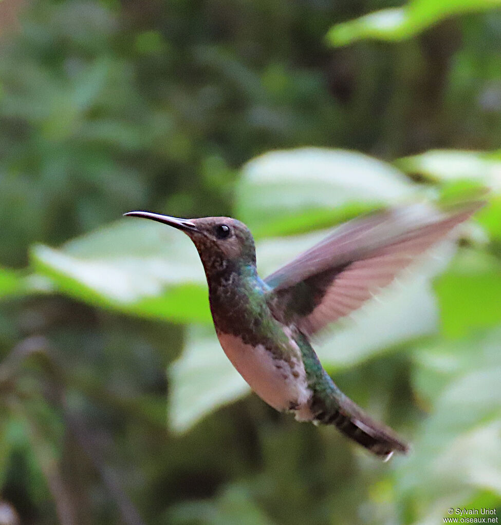 White-necked Jacobin female adult