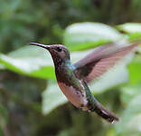 Colibri jacobin