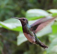 White-necked Jacobin