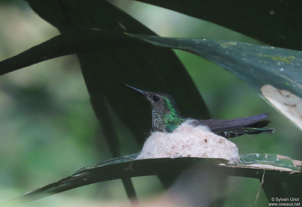 White-necked Jacobin female adult, Reproduction-nesting