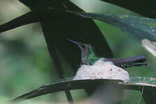 Colibri jacobin