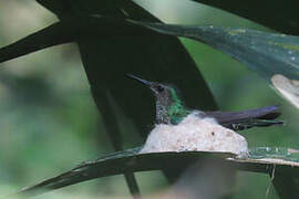 White-necked Jacobin