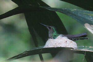 Colibri jacobin