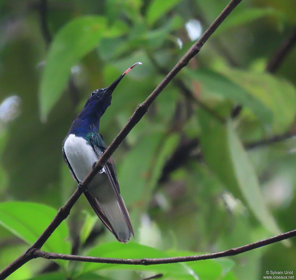 White-necked Jacobin male adult