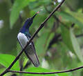 Colibri jacobin