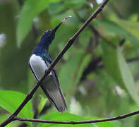 White-necked Jacobin