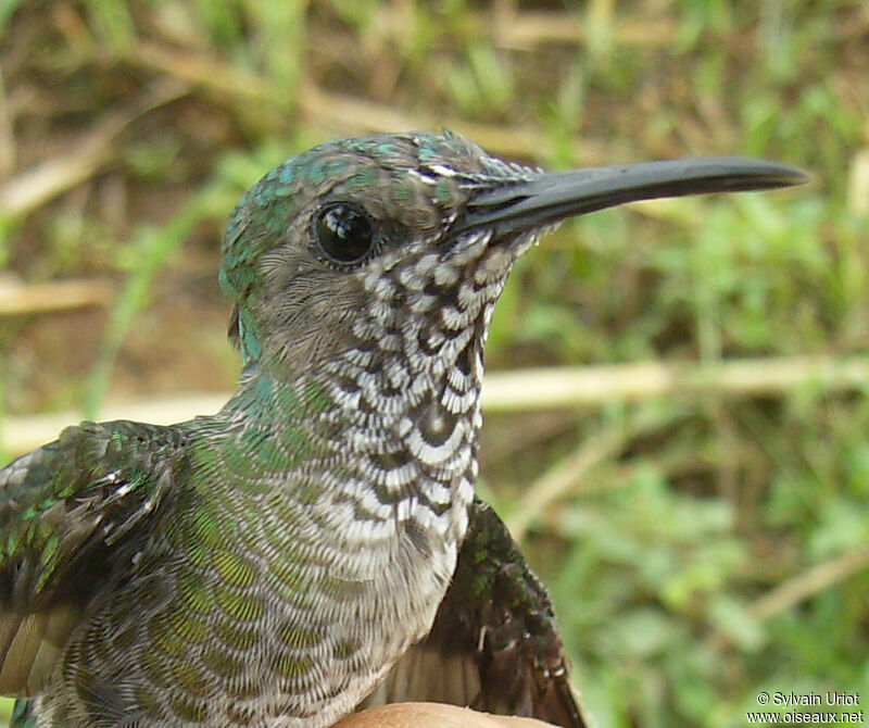 Colibri jacobin femelle adulte