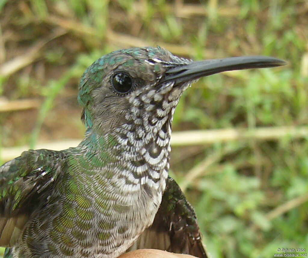 Colibri jacobin femelle adulte